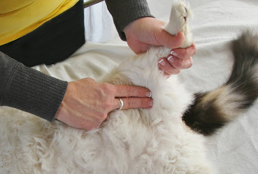 Step 3 (Cat): Check pulse at femoral artery (where hind leg meets torso), if no pulse… Step 3 (Cat): Check pulse at femoral artery (where hind leg meets torso), if no pulse…