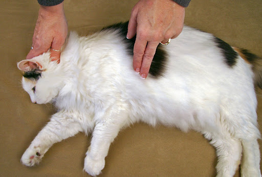 Compressions for small cats and dogs:  Use fingertips to compress heart in place of your left hand or place 4<br />
fingers of your left hand under the animal’s chest and compress on the top with left thumb: 5 compressions/1 breath and check for a pulse every 8-10 cycles.