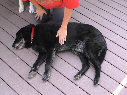 Step 1 Look, listen and feel to determine if your pet is breathing/has a pulse. If not.. Step 1 Look, listen and feel to determine if your pet is breathing/has a pulse. If not..