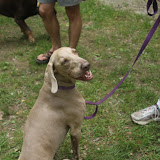 Dirty Dog 2009