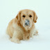 etu7.JPG, Stanroph Special Weapon "Lortti" He is a Golden Retriever and lives in Finland, Stanroph Special Weapon "Lortti"