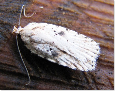 20100124 Vespa Agonopterix South View 016