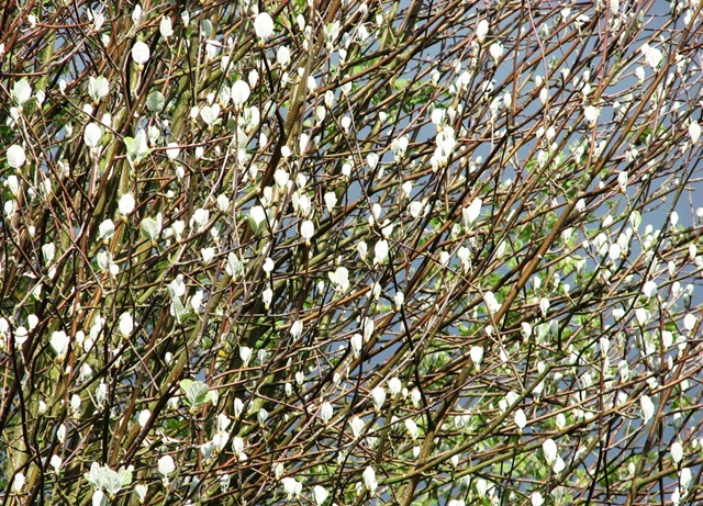 [20100503 Sorbus aria leafing South View[3].jpg]