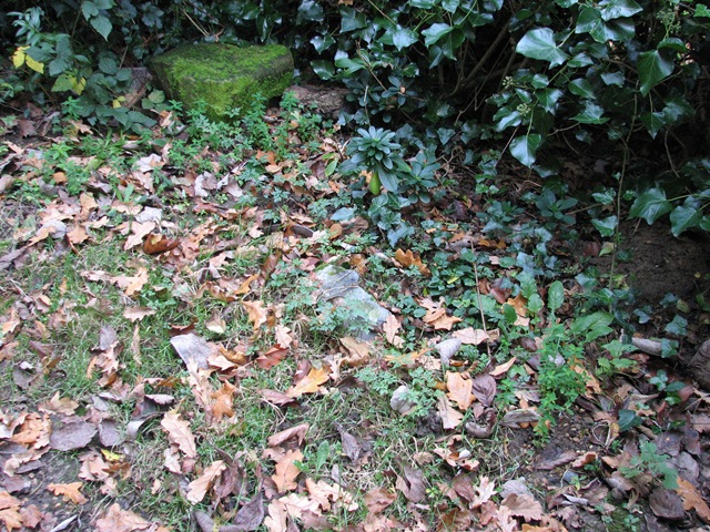 [20081115 KWR autumn leaves[3].jpg]