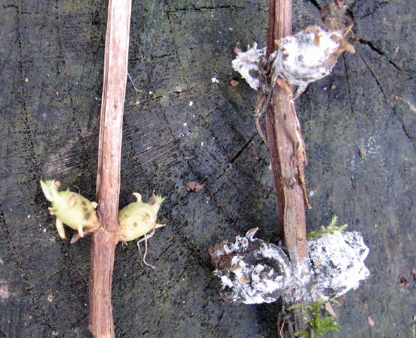 [20090117 Metre figwort root nodules 009[5].jpg]
