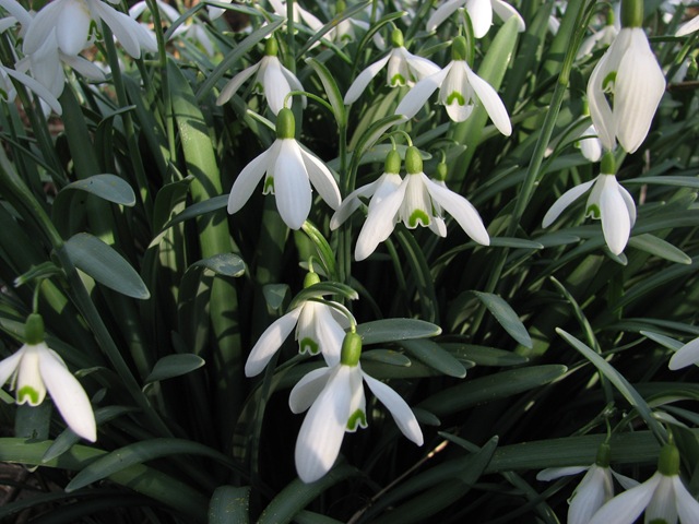 [20090228a Snowdrops 107[4].jpg]