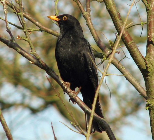 [20090317 Blackbird South View 011[4].jpg]