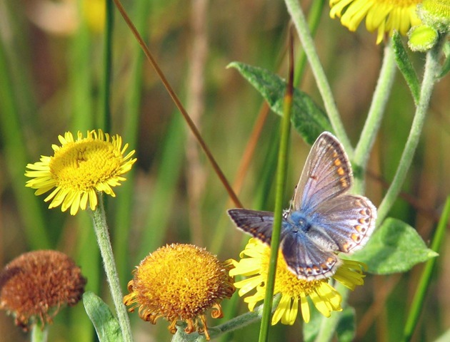 [20090810 BHW Common blue & fleabane[3].jpg]