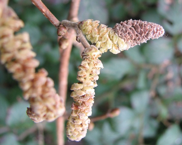 [20110309 Contarinia coryli on hazel 016[3].jpg]
