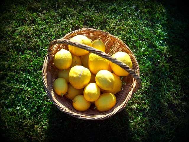 [Basket of lemons[4].jpg]