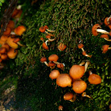 mushroom