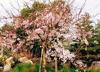 s-桜