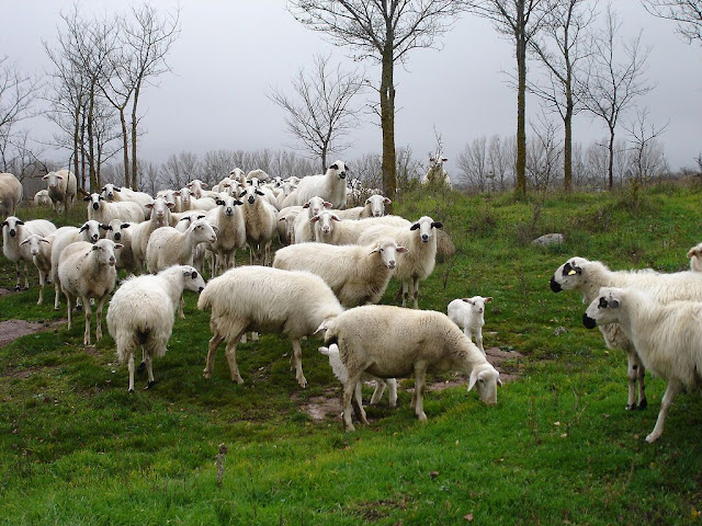 Sabiduria Popular: Refranes de pastores