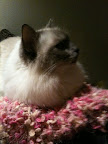 Posted via email from Perry the Birman