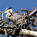 great blue heron fledglings
