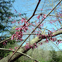 America Redbud