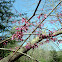 America Redbud