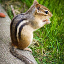 Chipmunk