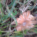 Mushroom #1