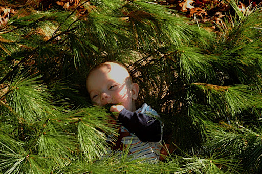 Yummy pine bow. Nom Nom Nom
