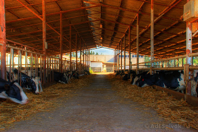 Cowshed