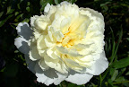 Luktpion 'Laura Dessert'
