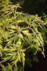 Japansk fliklönn

            Acer palmatum 'Seiryu'