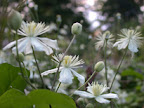 Stjärnklematis

            Clematis fargesii 'Summer snow'