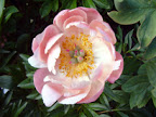 Luktpion 'Coral charm'