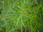 Japansk lönn

            Acer palmatum 'Koto ito komachi'