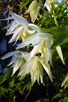 Albina Plena

Clematis sibirica 'Albina plena'