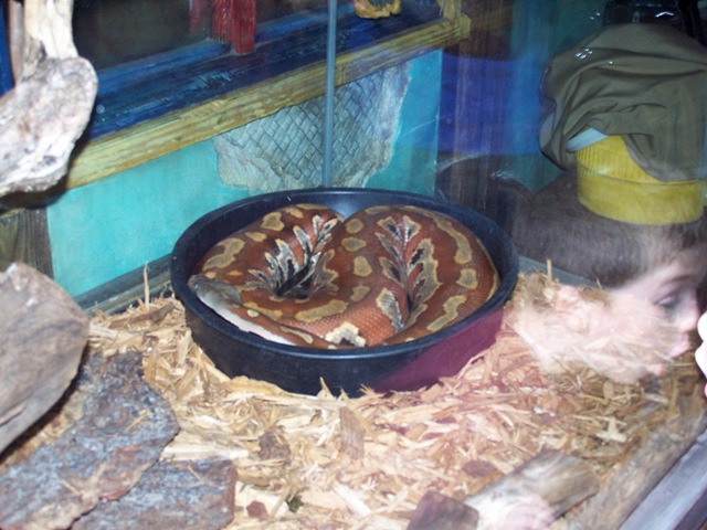 [Huge Snake[2].jpg]