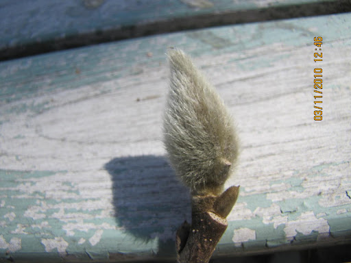 twig