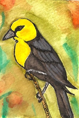 [six sisters yellow headed blackbird[2].jpg]