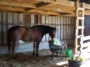 [horseeatinghay3.jpg]