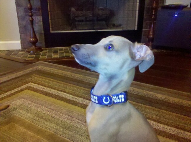 [colt waiting for treat[5].jpg]