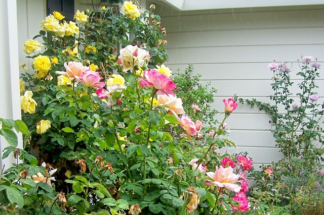 [yellow and pink roses in front yard[4].jpg]