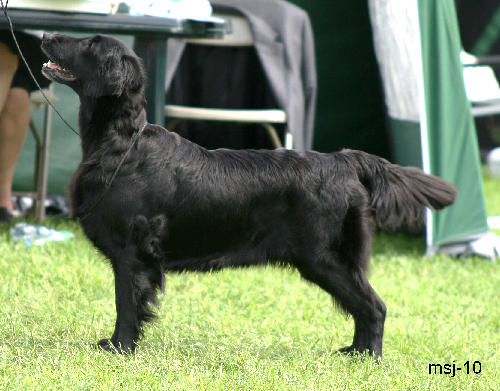 Black Mica's That's For Sure