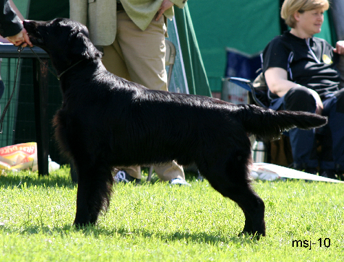 chk-hannhund14.jpg