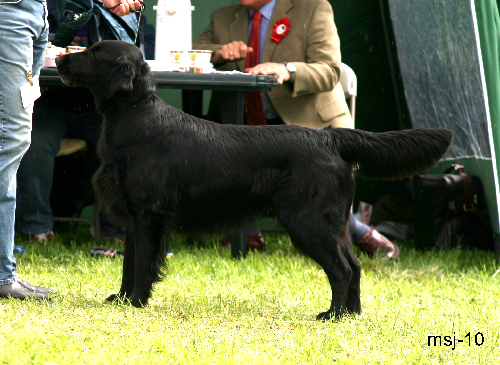 chk-hannhund8(1).jpg