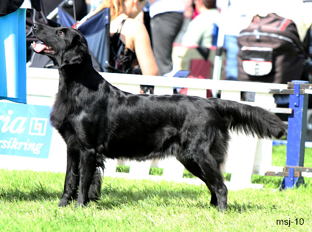 almanza-belle-of-the-ball1.jpg