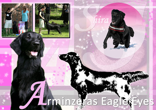 Arminzeras Eagle Eyes Shira