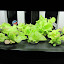 ceae's AeroGarden #2 garden