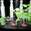 ceae's AeroGarden #3 garden