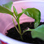Pepper (Sweet) 'Chervena Chujski'