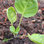 Brussels Sprouts 'Trafalgar'