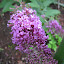 Butterfly Bush