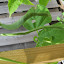 ceae's Bean (Pole) 'Fortex' 