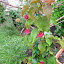 Bougainvillea