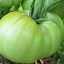 Tomato 'Cosmonaut Volkov'